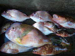 イラの釣果
