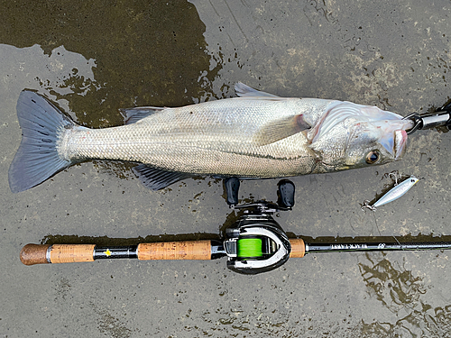 シーバスの釣果