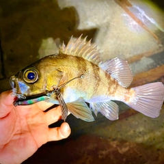 シロメバルの釣果