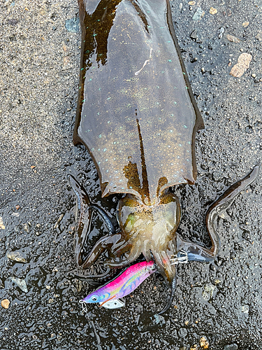 アオリイカの釣果