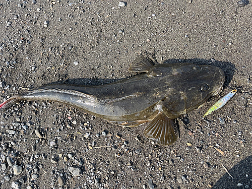 マゴチの釣果