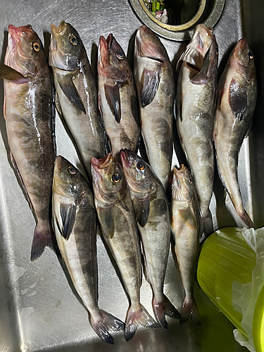 ホッケの釣果