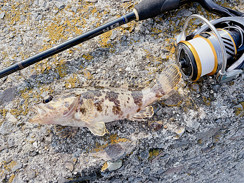 アラカブの釣果