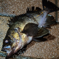 シロメバルの釣果