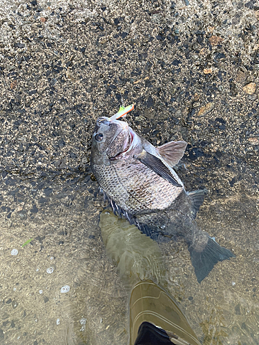 チヌの釣果