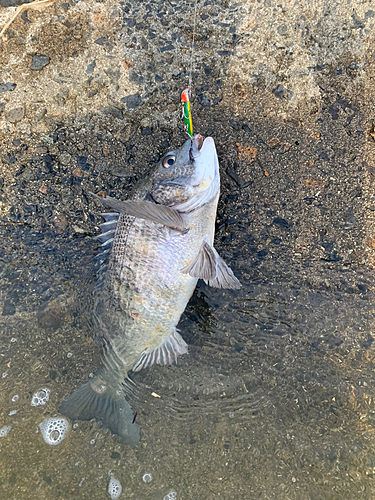 チヌの釣果