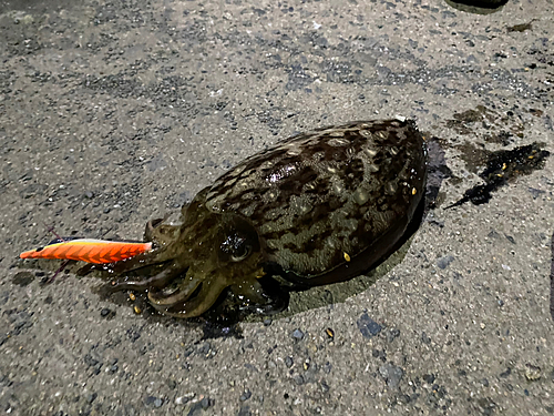 モンゴウイカの釣果