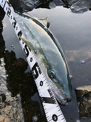 メジロの釣果