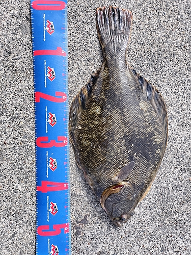 マツカワの釣果