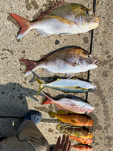 マダイの釣果