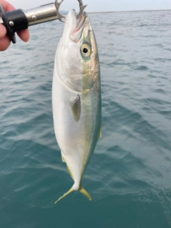 イナダの釣果