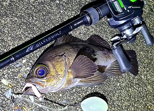 メバルの釣果