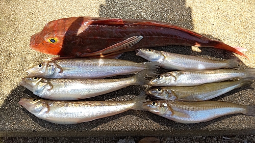 シロギスの釣果