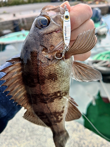 シロメバルの釣果