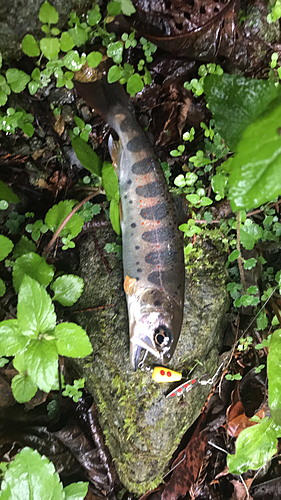 アマゴの釣果