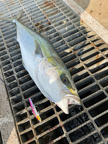 ブリの釣果