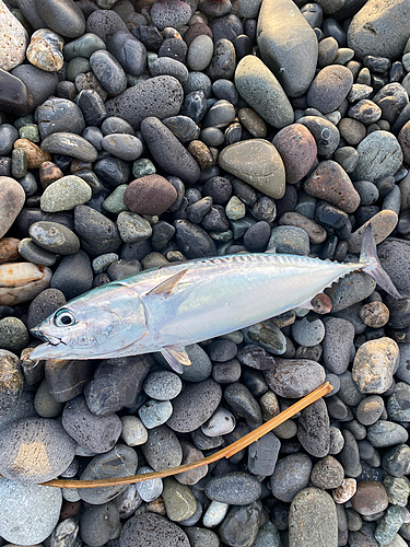 ソウダガツオの釣果