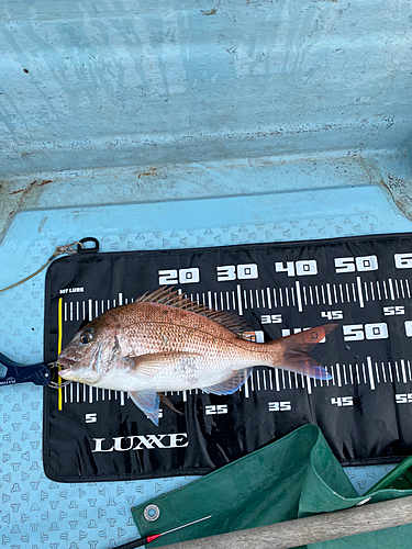 マダイの釣果