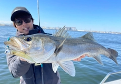 シーバスの釣果