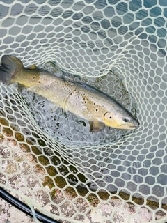 ブラウントラウトの釣果