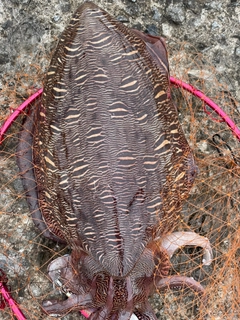 モンゴウイカの釣果