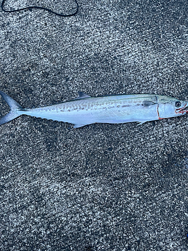 サゴシの釣果