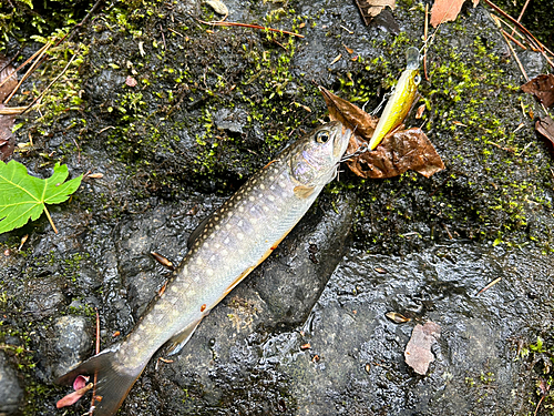 イワナの釣果