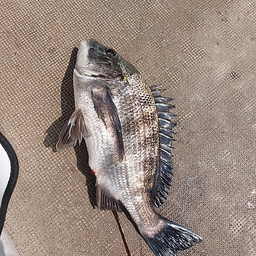 クロダイの釣果