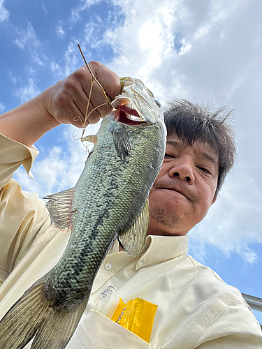 ラージマウスバスの釣果