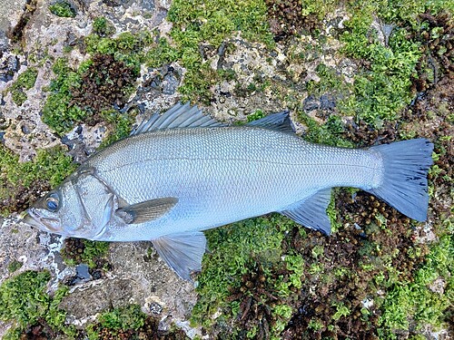 ヒラスズキの釣果