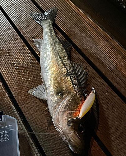 アナゴの釣果