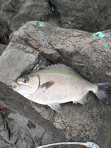 イスズミの釣果