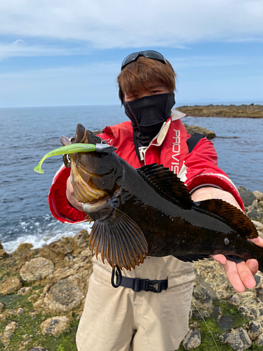 アイナメの釣果