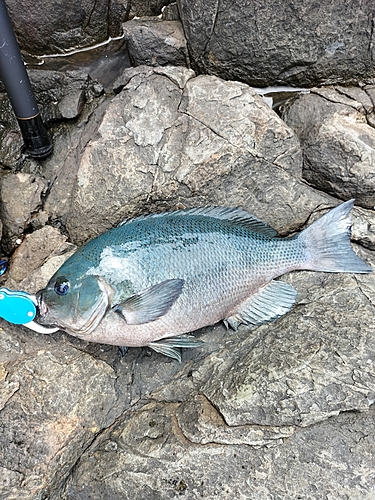 クチブトグレの釣果