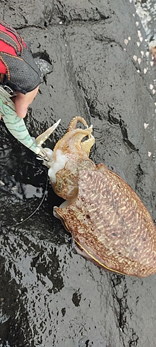 コウイカの釣果