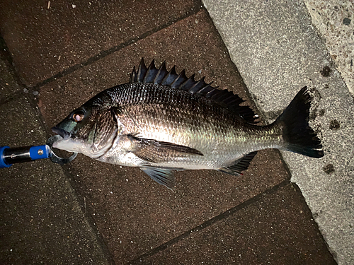 クロダイの釣果