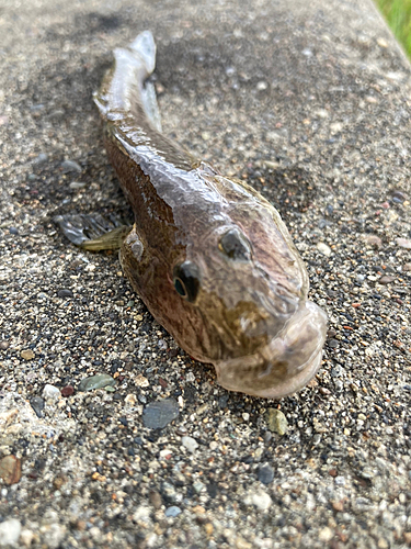 ハゼの釣果