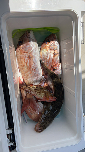 マダイの釣果