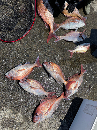 タイの釣果