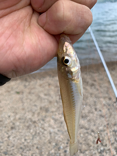 キスの釣果