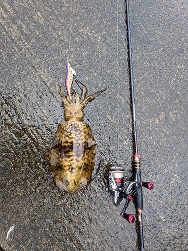 アオリイカの釣果