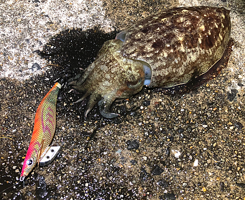 コウイカの釣果