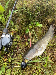 ナマズの釣果