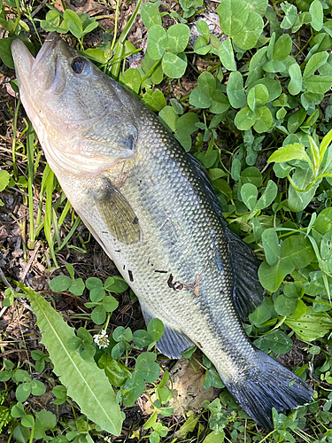 ブラックバスの釣果