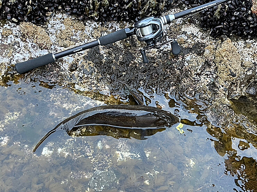 アブラコの釣果