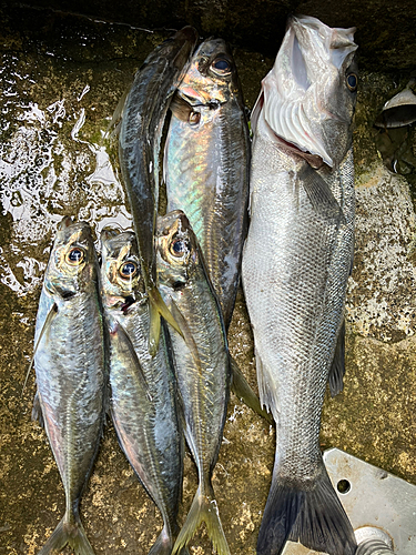 シーバスの釣果