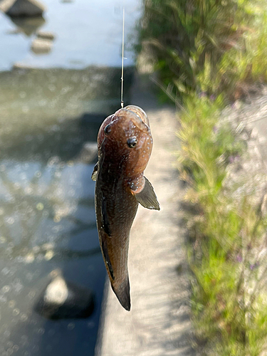 チチブの釣果