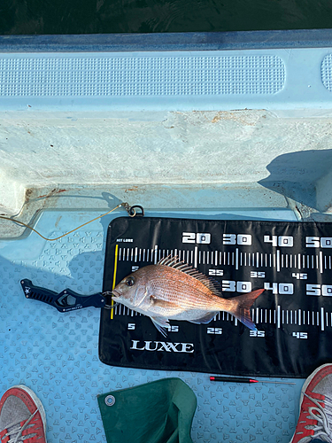 マダイの釣果