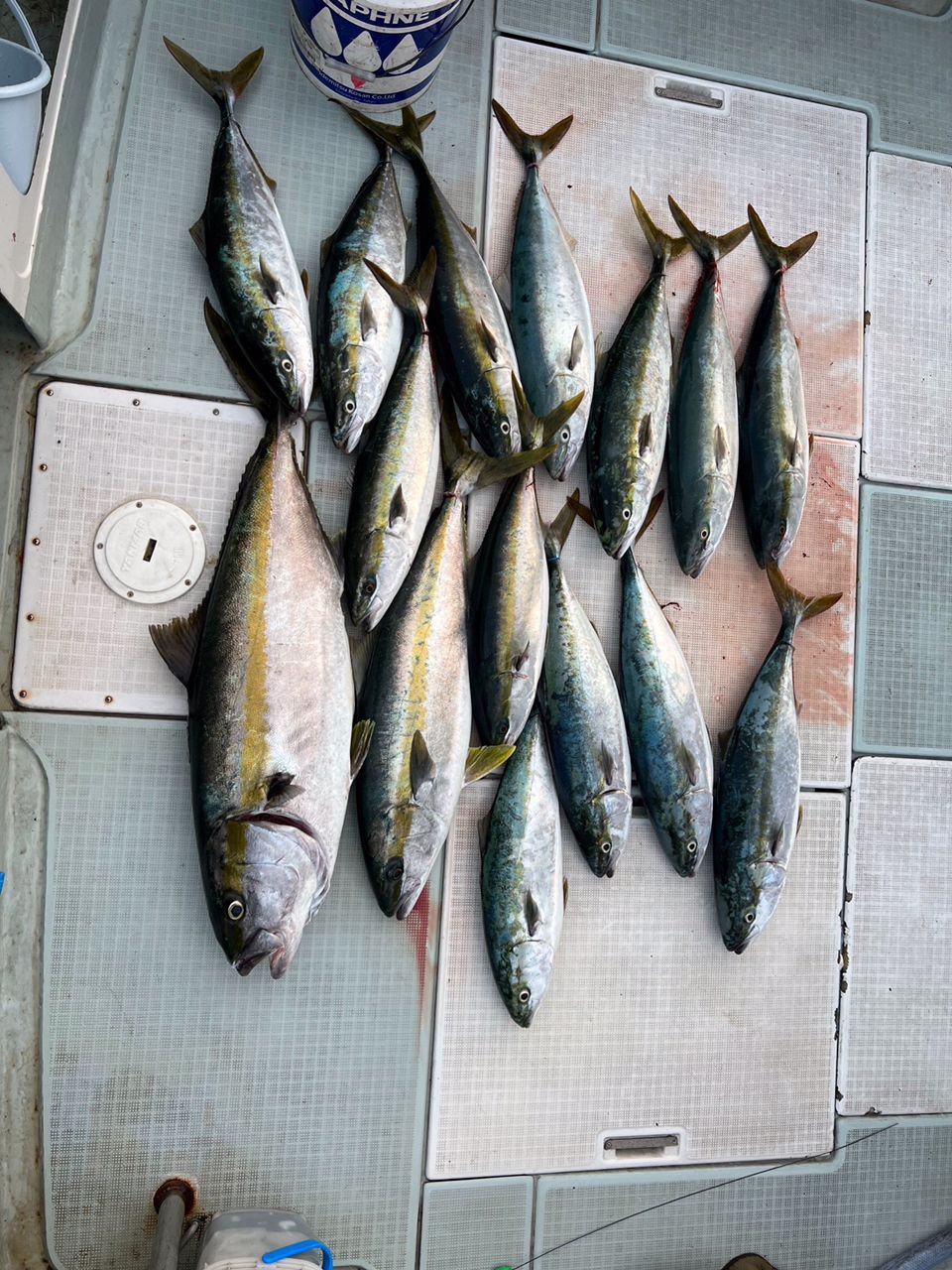 遊漁船たかくらさんの釣果 2枚目の画像