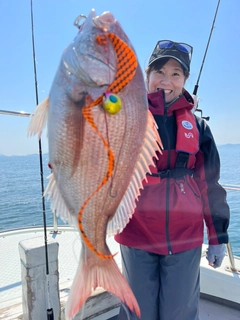 マダイの釣果